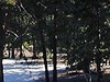 A sandy forest near Larchant_P.Fraile