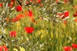 Olive grove_P.Aguilar - SMAEMV