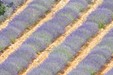 Field of lavender_P.Aguilar - SMAEMV