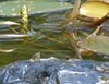 Slider turtle, an introduced species_RB Fontainebleau et Gâtinais