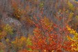 Forest in autumn_P.Aguilar - SMAEMV