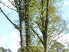 The Biosphere reserve is a popular place for Parisians to go walking_RB Fontainebleau et Gâtinais