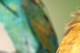 Bee-eaters_P.Aguilar - SMAEMV