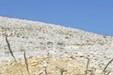 Rhaetian Poppies, Provence_P.Aguilar - SMAEMV