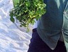 Watercress producer_C.Cibien