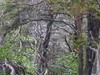 An ancient forest on the north side_P.Aguilar - SMAEMV