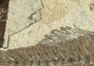 Une Réserve naturelle géologique pour protéger un patrimoine paléontologique remarquable_PNR Luberon