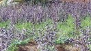 une agriculture respectueuse de l'environnement_Parc national de Guadeloupe