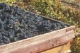 Vendanges dans le pays d’Aigues (Vaucluse)_PNR Luberon