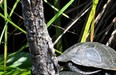 Tortue cistude d’Europe_N.ROBERT (PNR Corse)