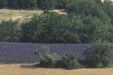 Dans la région de Vachères (Alpes de Haute-Provence)_PNR Luberon