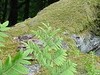Osmonde royale en bordure de hêtraie acidiphile_SYCOPARC